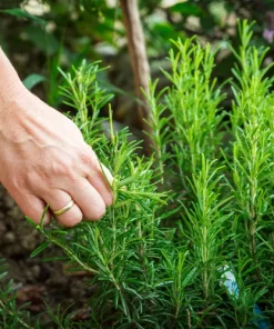 Boost energy naturally herbs